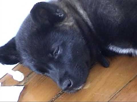 Adorable Akita Puppy 4 Months Artemis