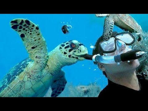 Did you know that TURTLES & TORTOISES can make you CRY FROM LAUGHING TOO HARD? - FUNNIEST VIDEOS