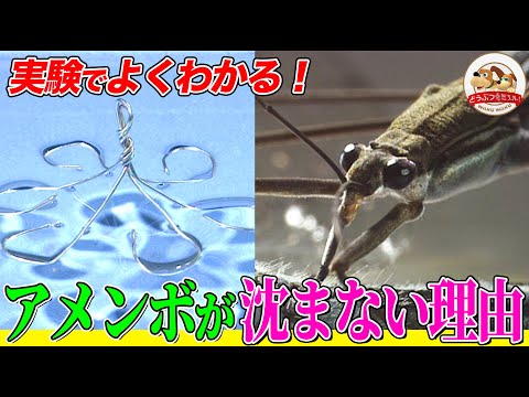 琥珀の中でアメンボ発見