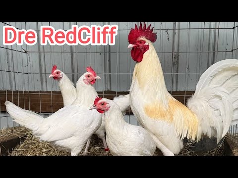 White Claret Beautiful Birds Outdoor Breeding Pens Feeding Time Dre RedCliff Farm USA