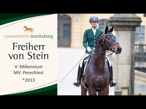 FREIHERR VON STEIN v. Millennium - Perechlest