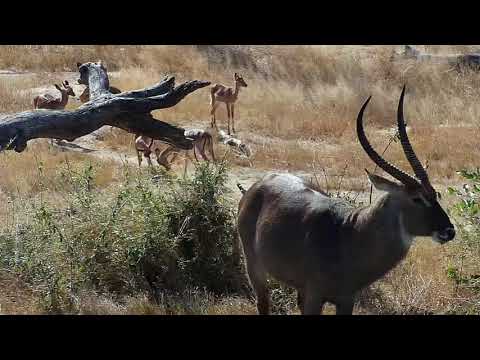 Djuma: Waterbuck bull at the pan - 12:30 - 06/21/19