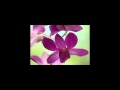 Scorpions - Still Loving You with lyrics HD 
