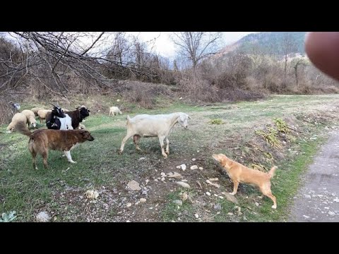 🔴 LIVE 🎥 Zoran Milich Sheep Watch