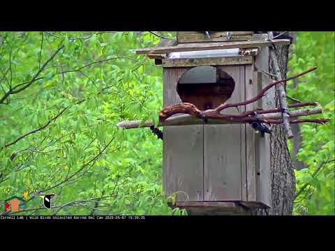 Cornell Lab   Wild Birds Unlimited Barred Owl Cam   Exterior View  5/7/2020