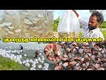 குறைந்த விலையில் மீன் குஞ்சுகள் Thai Fish Fa