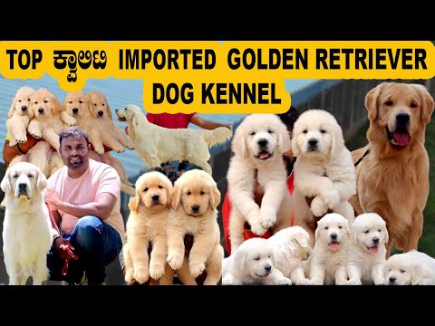 Call 9035585518 ಬೆಂಗಳೂರಿನ Top ಕ್ವಾಲಿಟಿ Imported Golden Retriever Dog Kennel