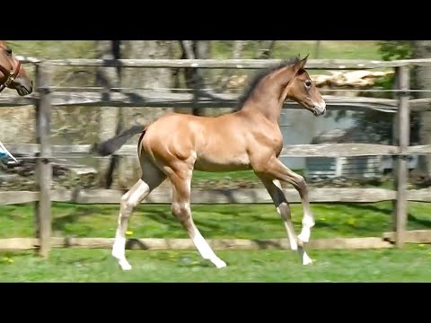Thor ISF by Cum Laude - 2023 KWPN-NA Colt - Warmblood x Lusitano - Developing ISF Dressage Foal