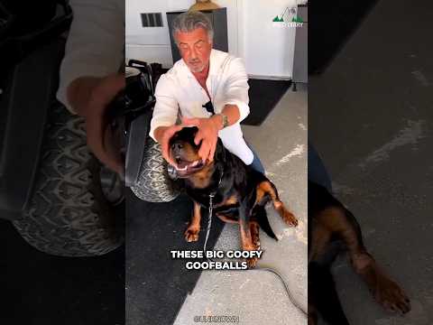 Rottweiler | Are They Really Dangerous?
