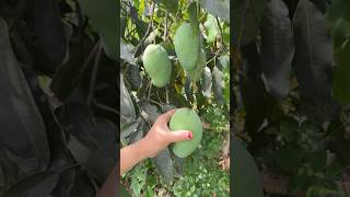 Download lagu Unboking Mangga Harum Manis #manggaharummanis mp3