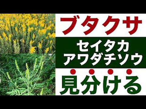 巨大なブタクサ、ヘラクレスの多年草 植物