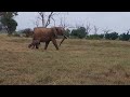 Baby elephant trapped in water hole is reunited with mum | Sheldrick Trust