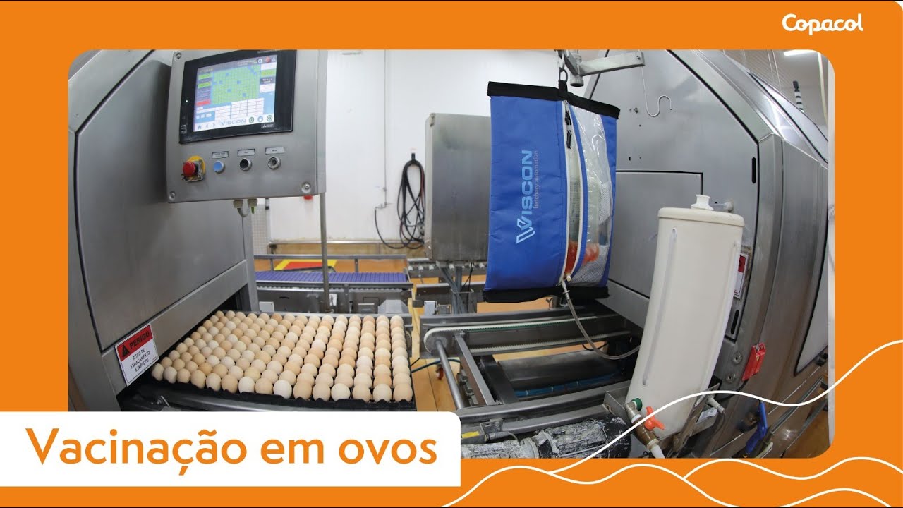 Copacol é pioneira em tecnologia de vacinação de ovos férteis