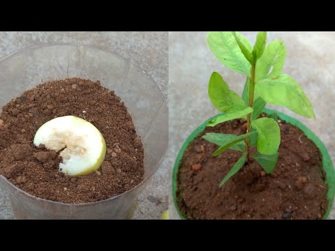 download lagu mp3 mp4 Guava Planting Guide, download lagu Guava Planting Guide gratis, unduh video klip Guava Planting Guide