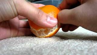 Peeling a Clementine in One Piece