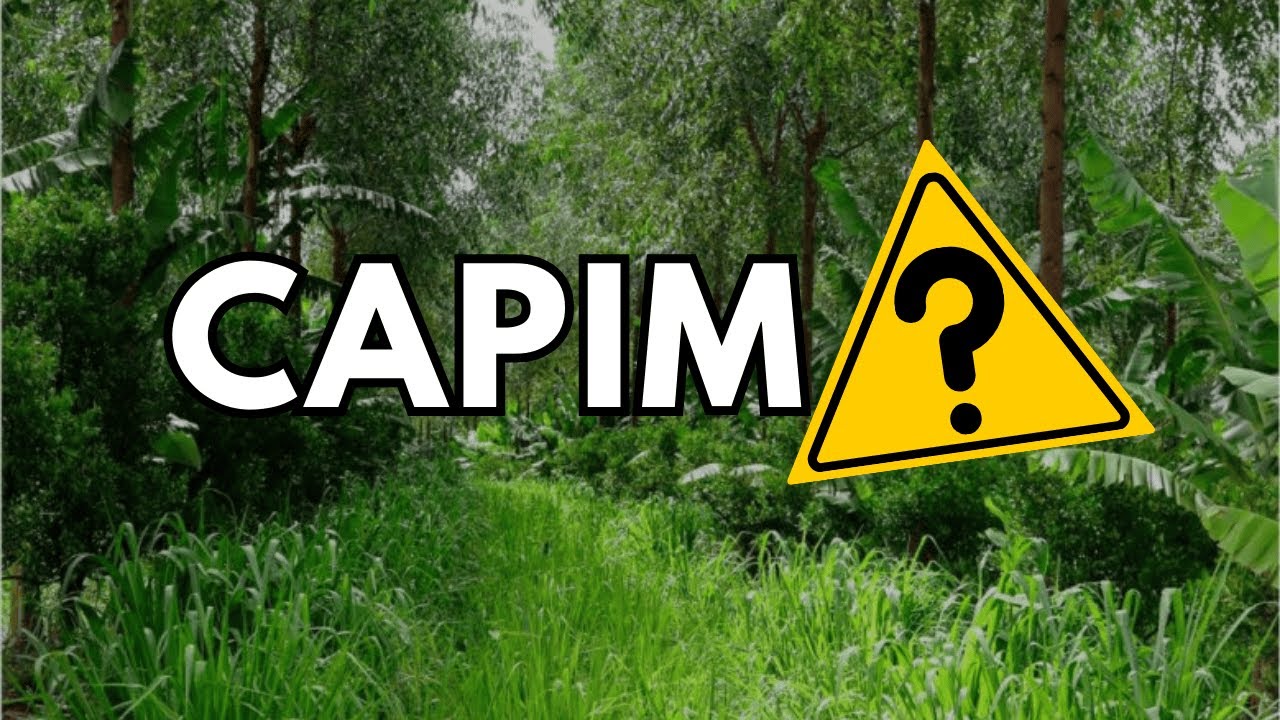 Qual é o Melhor CAPIM para Agrofloresta?