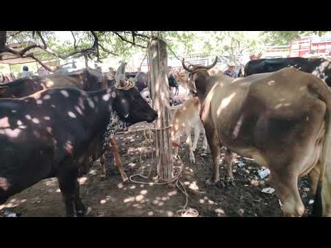 Vacas paridas en El Transito San Miguel El Salvador On 
