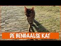 Ik wil een Bengaals | DierenpraatTV