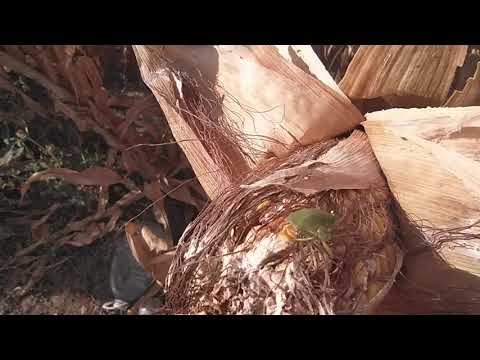 Smrdibuba na kukuruzu