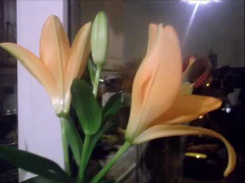 FLOWERS IN THE KITCHEN