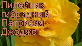Лилейник гибридный Патрисия Джоджо 🌿 обзор: как сажать, рассада лилейника Патрисия Джоджо