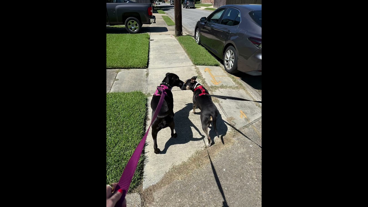 Enlarge Birdie sweet and shy, a Adoptable mixed breed in Metairie, LA video 6/6