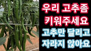 우리 고추좀 키워주세요 고추만 달리고 크지를 않네요 ㅠㅠ