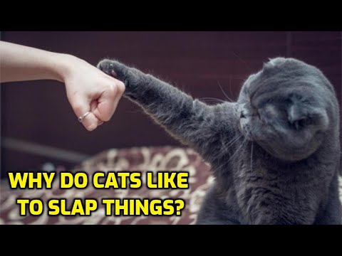 YouTube video about: What does it mean when a cat hits you with their paw?