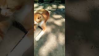 Download lagu #foryou #cat mp3