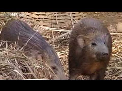 Saving the endangered pygmy hogs of Assam (Aired: Oct 2003)