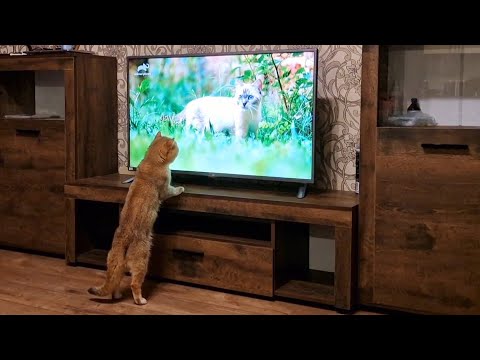 Cat William is watching TV