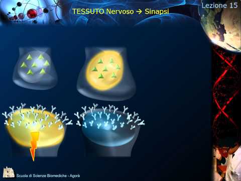 Istologia - Lezione 15: Nervoso pt. 2