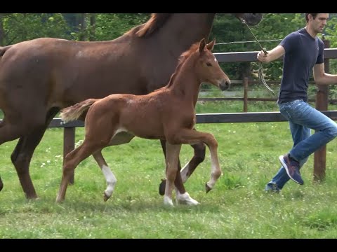 *2020 Stute von Kjento - Vivaldi (Weissena-Stamm) SOLD!!!