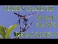 Blue Dasher (Libellulidae) (Dragonfly) Grabs Bugs and Rests on a Tree While Chewing | 1080HD