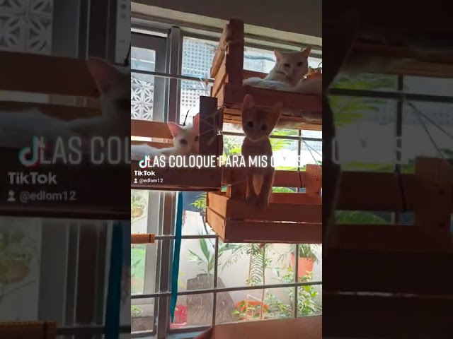 Vídeo relacionado con Mona Lisa - Tabla de rascar para Gatos, cartón Corrugado para Gatos de Interior, Almohadilla para arañazos de Gatos, Almohadilla Protectora para arañazos, Cueva de para el hogar, Dormitorio