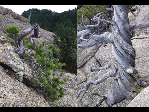 Yamadori: How To Collect Wild Trees