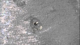 preview picture of video 'Crab building its dwelling.'