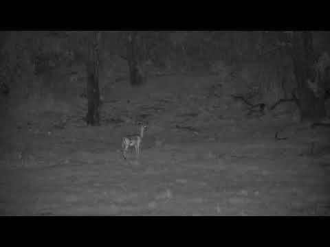 Djuma: Lone Impala female across dam at shallow end staring into drainage area - 00:58 - 12/03/2022