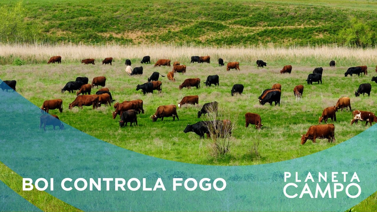 Boi Bombeiro: entenda por quê o gado é essencial para controlar incêndios no Pantanal