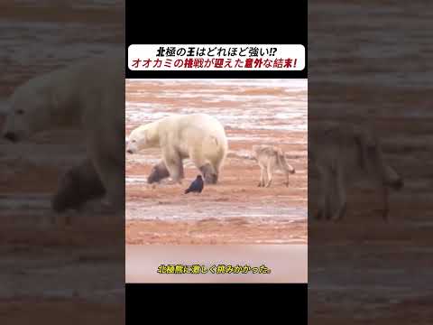 #DIY #建造します #挑戦です #実験です #手作りです #メンテナンスです #修復します #機械です #動物です #アイデアです