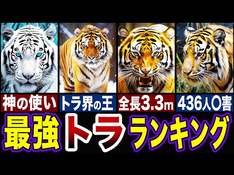 トラの種類 - マレートラ