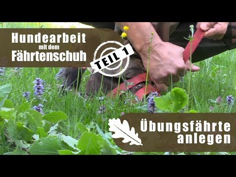 Dog work with tracking shoes | Part 1 - Laying a practice track | Wild and Dog