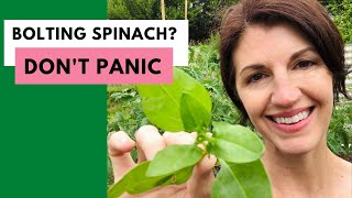 SPINACH BOLTING ! What to Do When Spinach Bolts