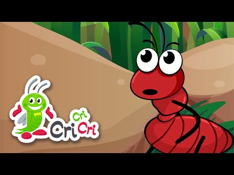 An, tan, te - colaj cantece pentru copii | CriCriCri #cantecepentrucopii