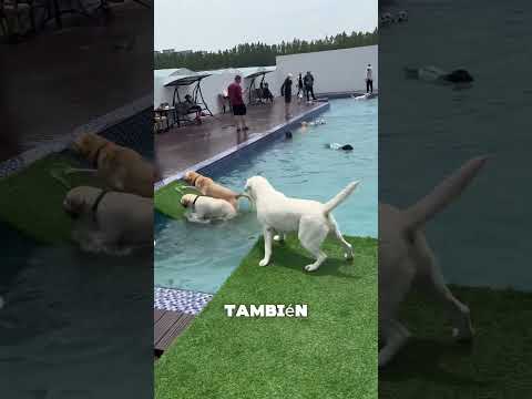 La primera vez que mi perro estuvo en la piscina: ¡lo que pasó sorprendió al dueño!