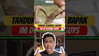 Download lagu This man's goat's horns were cut off because they were bent, guys #feedshorts #shortsviral #short... mp3