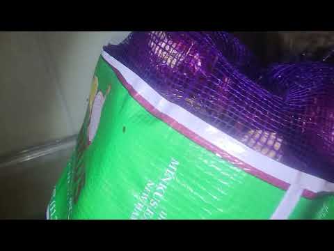 Old Onions Causing Fruit Flies in Rocky Hill, NJ