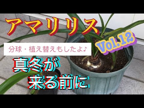 開花のピークを達成するために、鉢の中のアマリリスにうまく水をやる方法は？  庭園