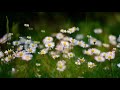 Beautiful Flowers Videos Free Download HD Royalty Free Videos Freecdr