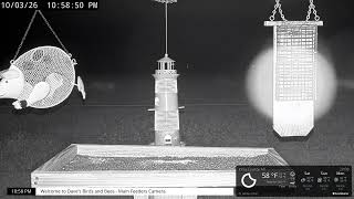 Michigan · Ionia · Bird Feeder County live stream